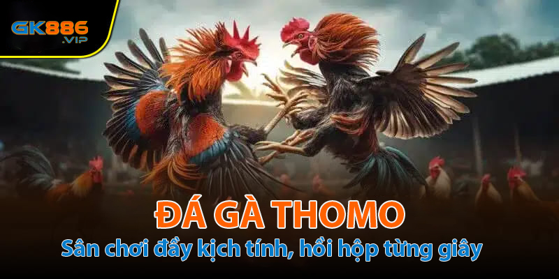 Sân chơi kịch tính đá gà Thomo